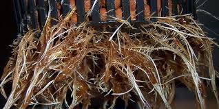 How to Fix Root Rot Hydroponics? – Know It Here!