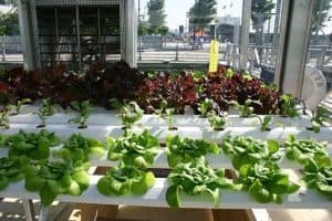 How to Make a Hydroponics Garden