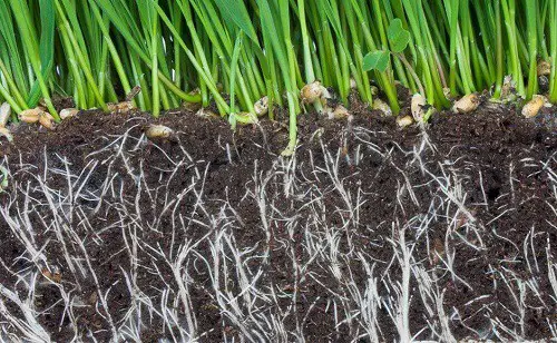 How to Prevent Root Rot Hydroponics