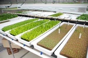 hydroponics for less money