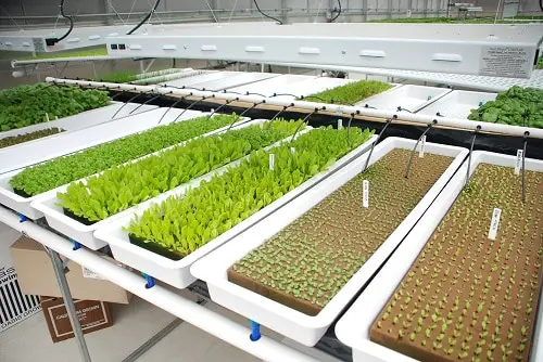 hydroponics for less money