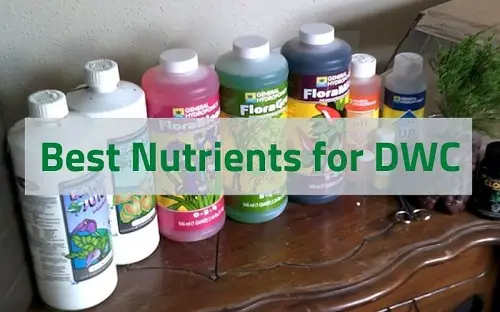 Best Nutrients for DWC – Top 10 Performers For Hydroponic System