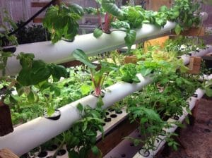 How to Build A Cheap Hydroponic System