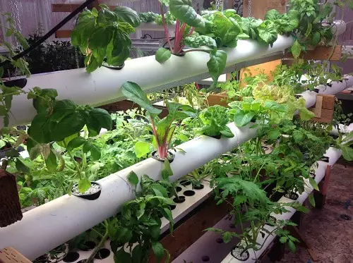 How to Build A Cheap Hydroponic System: A Conclusive Guide