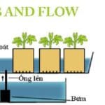 EBB and Flow Hydroponics Watering Schedule