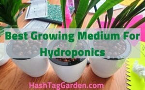 Best Growing Medium For Hydroponics