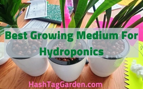 10 Best Growing Medium For Hydroponics[Budget-Friendly]
