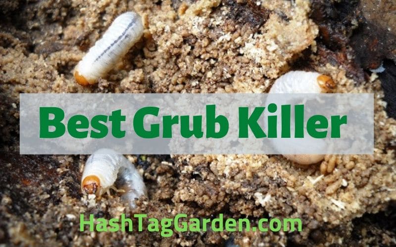 best grub killer