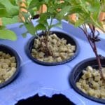 how to use Rockwool in hydroponics