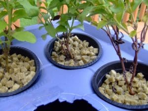 how to use Rockwool in hydroponics