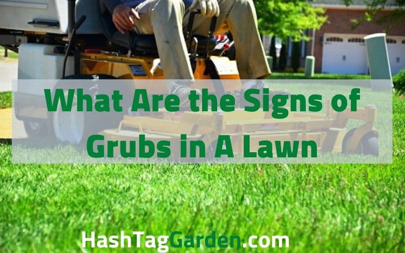 signs of grubs in lawn