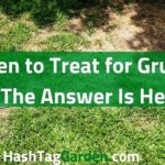 When to Treat for Grubs