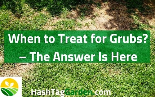 When to Treat for Grubs? – The Answer Is Here