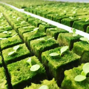 how to use Rockwool in hydroponics