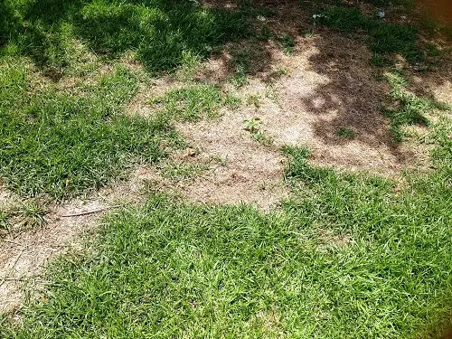 signs of grub worms in lawn 