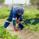 grubs in vegetable garden