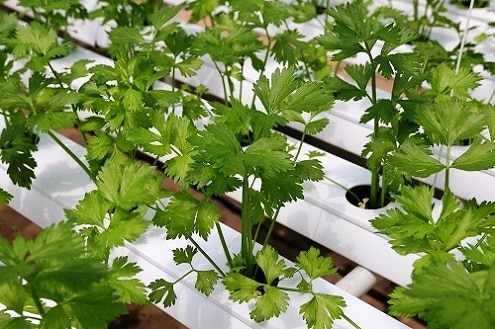 hydroponics for beginners