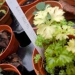 parsley seedlings turning yellow