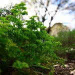 Parsley tips turning brown