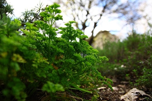 Parsley Tips Turning Brown: What may Cause it?