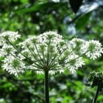 parsley tips turning white