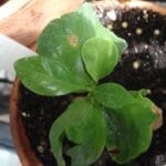 parsley plant turning brown