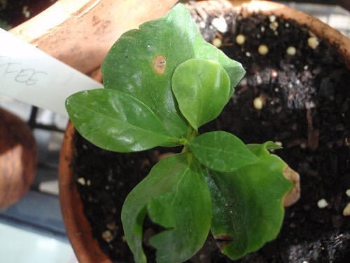 parsley plant turning brown