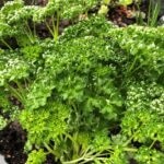 parsley plant leaves turning white