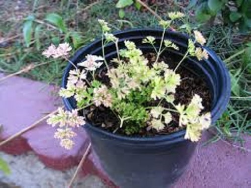 Parsley plant turning yellow