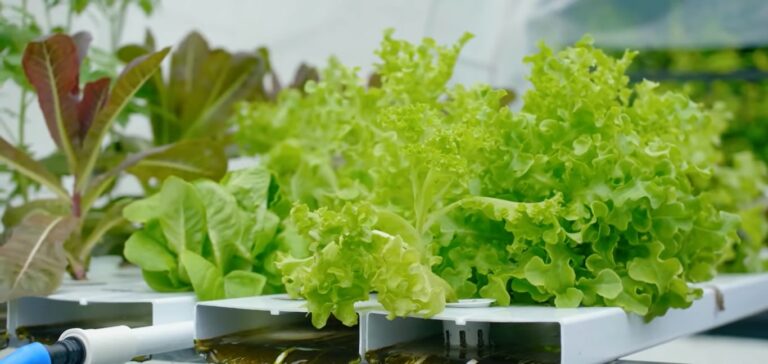 Hydroponic EC Calculator : Everything You Need to Know
