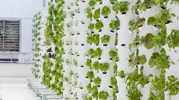 Hydroponic Masterblend Calculator: Hydroponic Nutrient Mixing