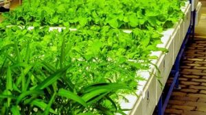 Hydroponic Yield Calculator