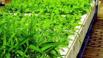 Hydroponic Yield Calculator: Maximizing Your Harvest