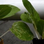 How to Grow Pechay in Hydroponics