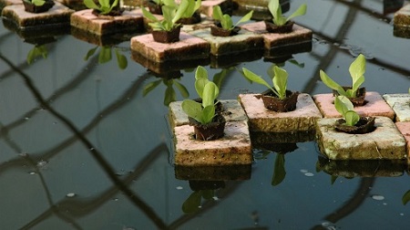 Hydroponic Shrimp Farming