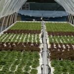 Hydroponic Greenhouse