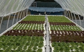 Hydroponic Greenhouse