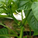 Hydroponic Calculator for Peppers