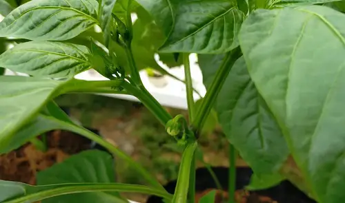 Hydroponic Calculator for Peppers: Everything You Need to Know