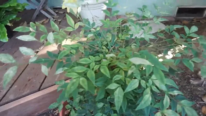 Parsley Plant Turning White